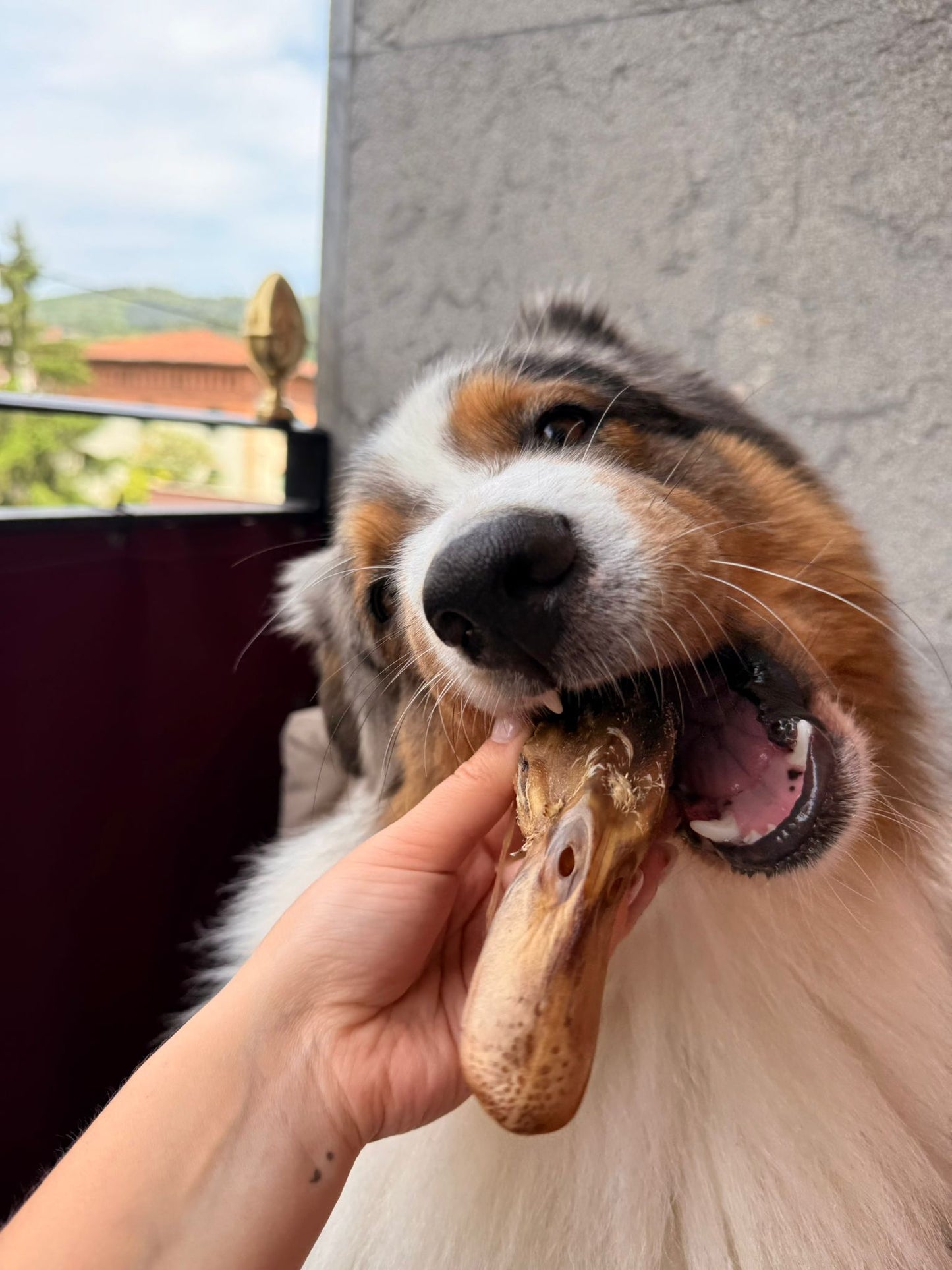 Cabeza de Pato Deshidratada - Snack para Perros