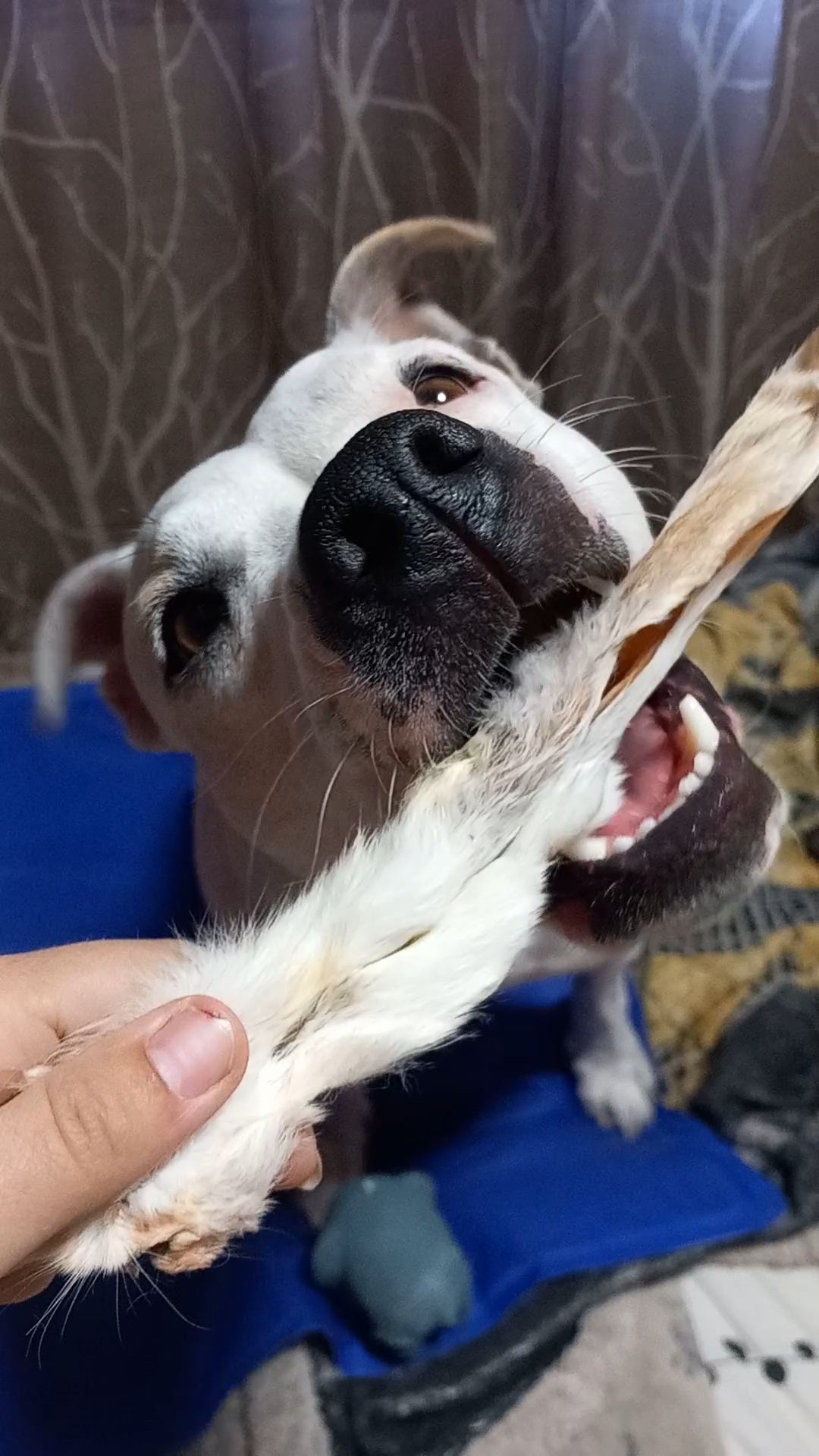Orejas de conejo con pelo