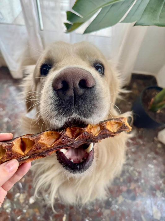 Huesos de atún grande snack deshidratado para perros