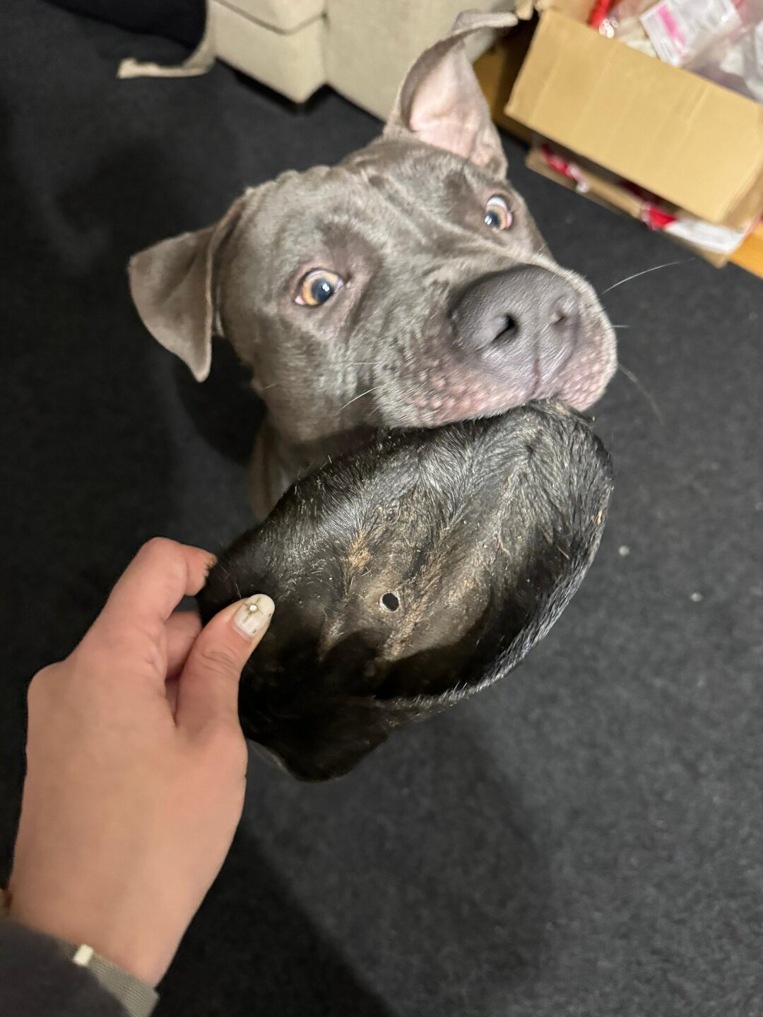 Oreja de vaca con pelo snack deshidratado para perros
