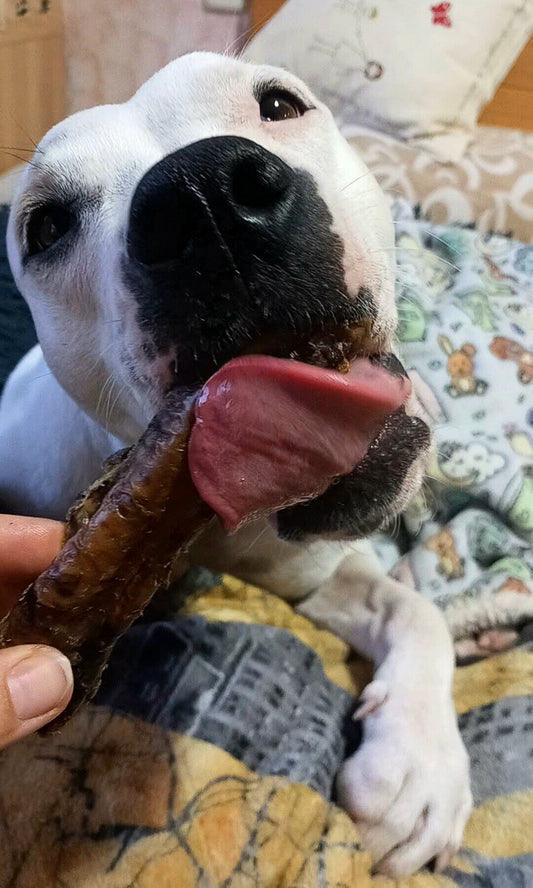 Traquea de cordero snack deshidratado para perros