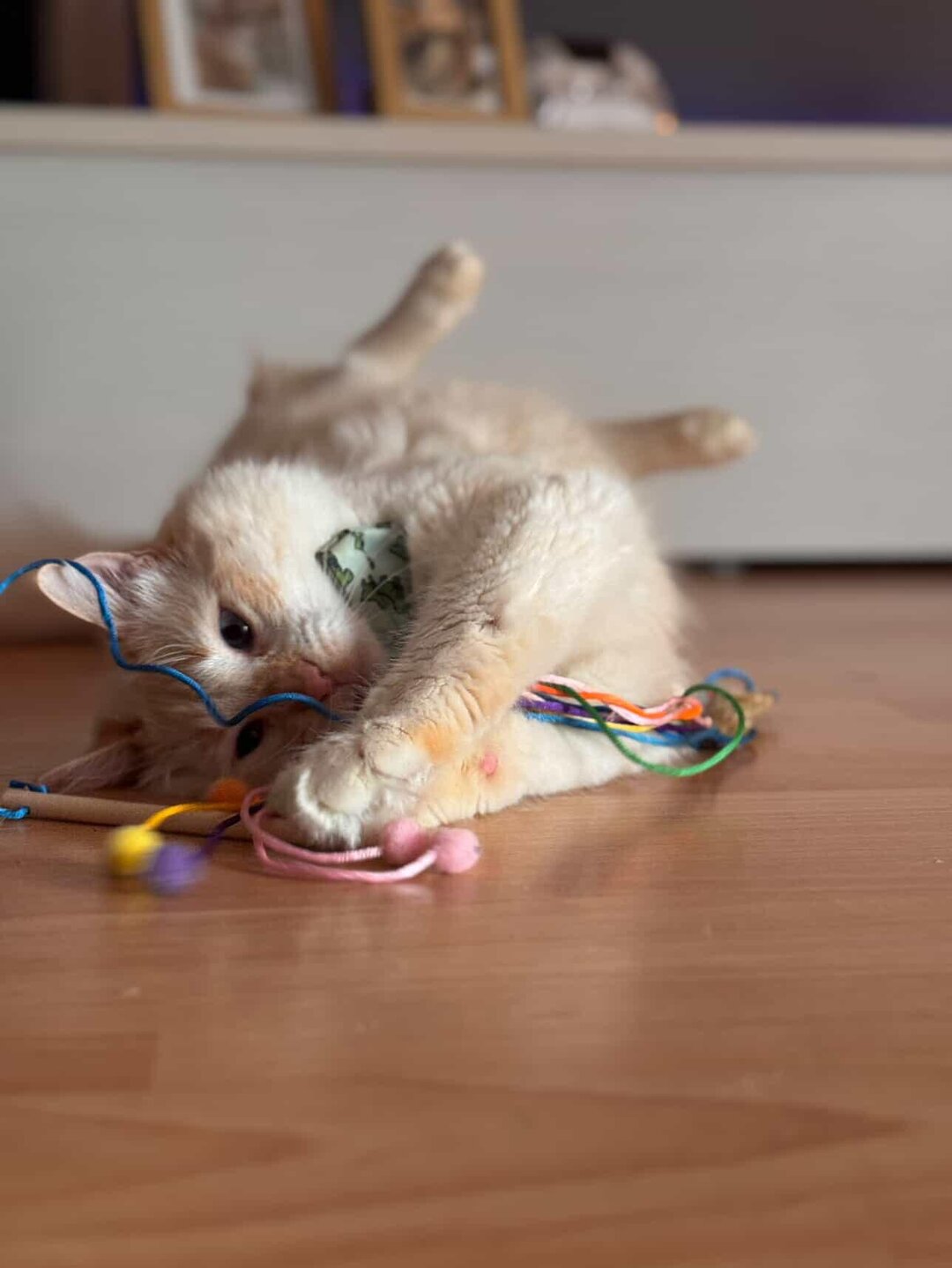 Caña piñata Catnip - Juguete para gato
