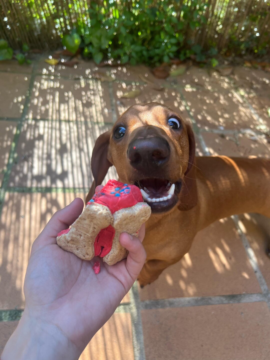 Caja Feliz Cumpleadog 🎁🐾