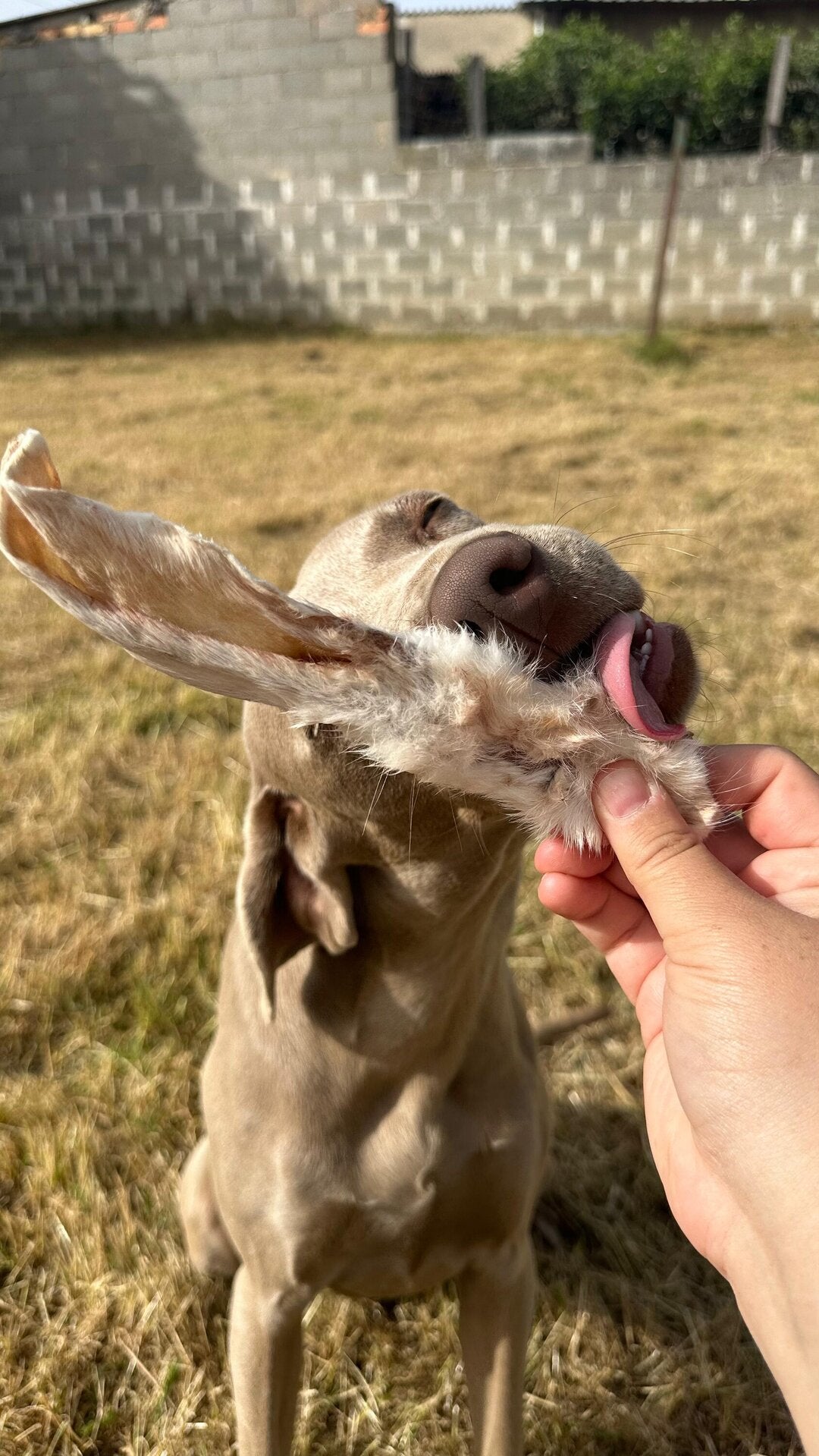 Orejas de conejo con pelo