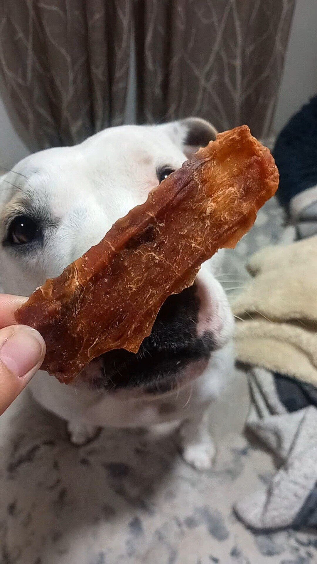 Cecina de Cordero Snack Perros y Gatos