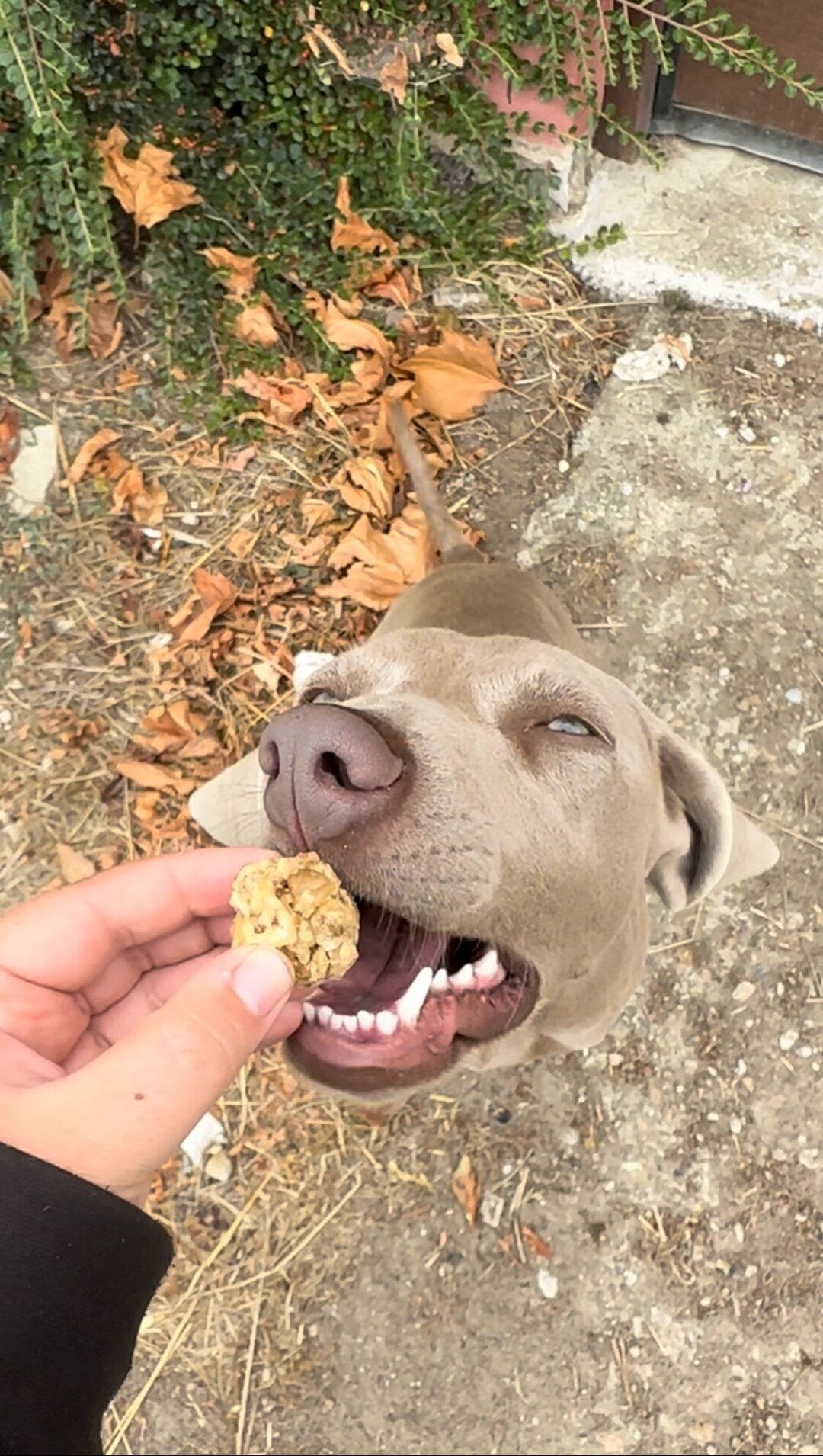 Bolitas de Pulmón y Ternera para Perros