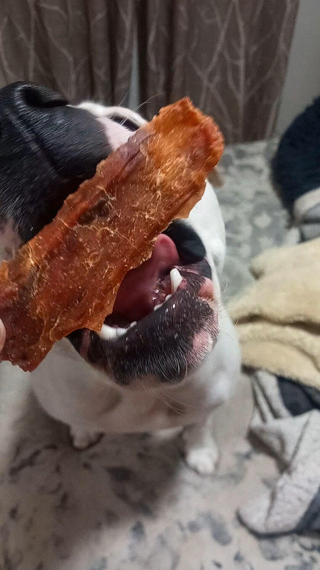 Cecina de Cordero Snack Perros y Gatos