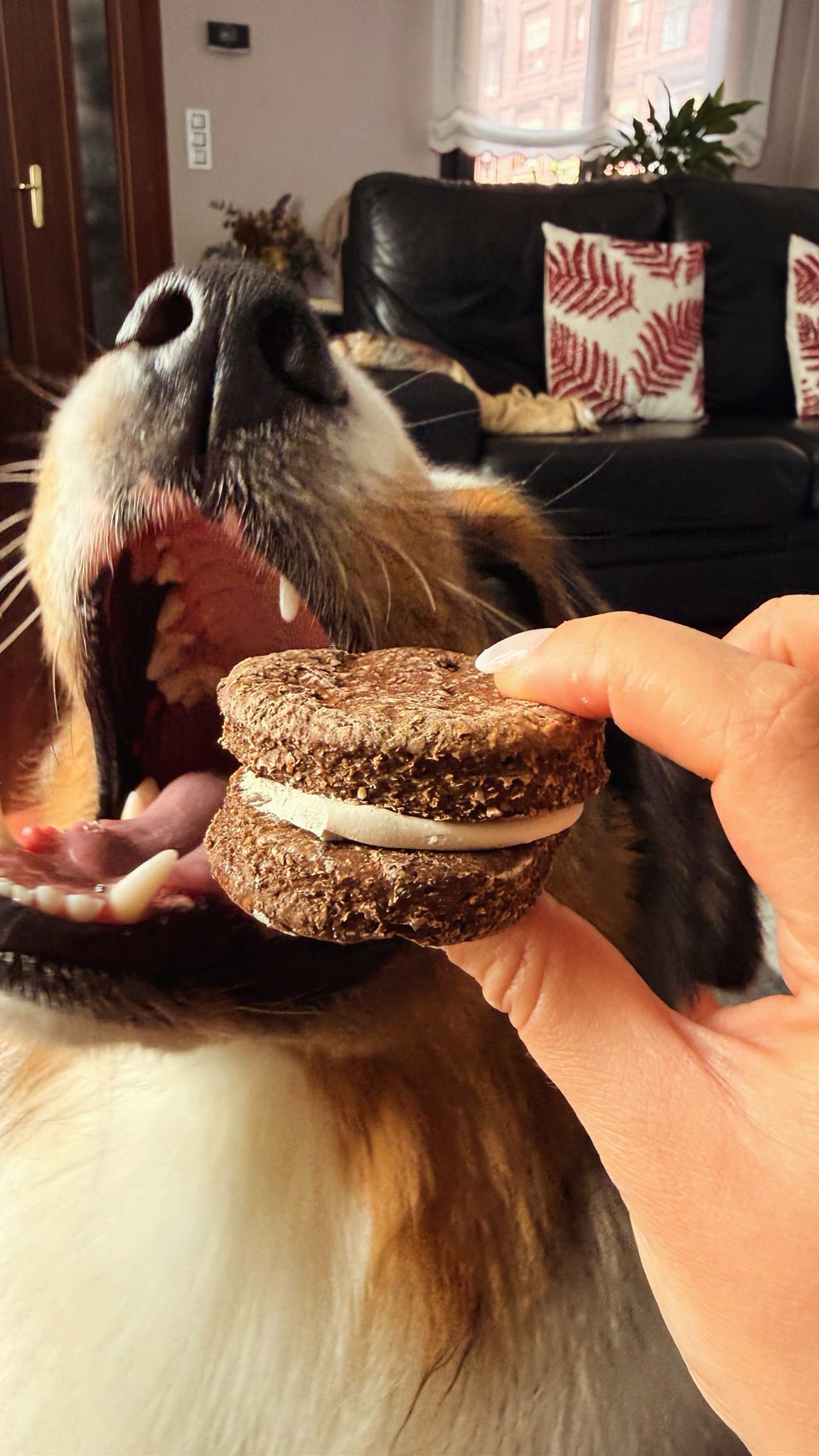 Oreodog galleta perros