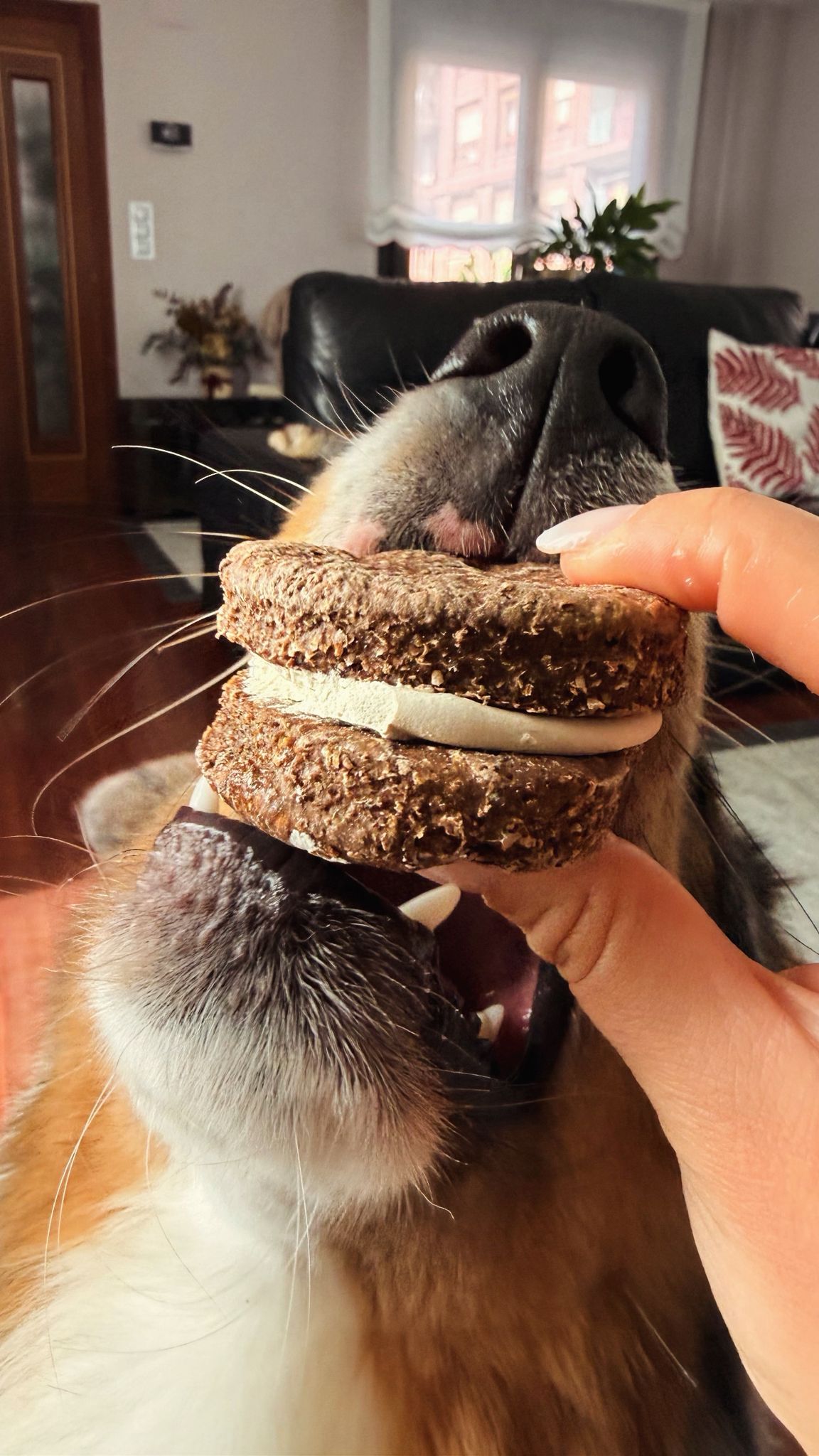 Oreodog galleta perros
